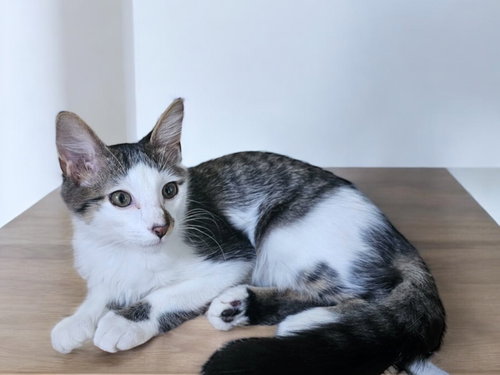 BOBBY KIRK - Domestic Short Hair / Domestic Short Hair available for adoption