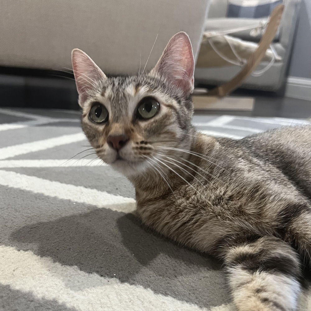 adoptable Cat in Dallas, TX named Rika