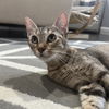 adoptable Cat in  named Rika