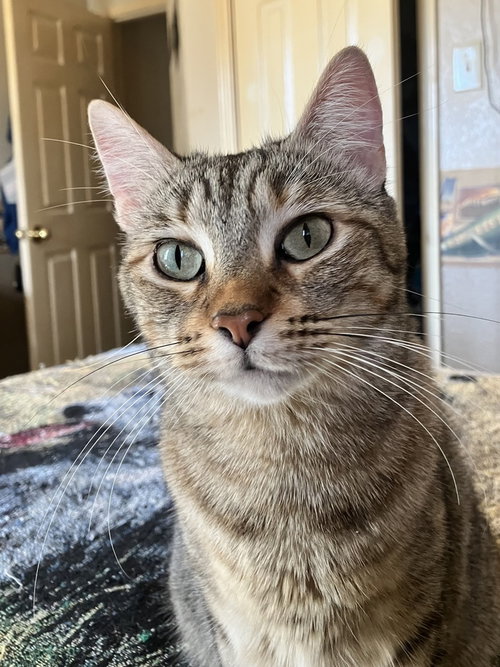 Rika, an adoptable Domestic Short Hair in Dallas, TX