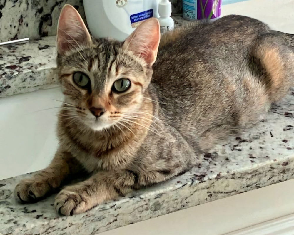 adoptable Cat in Dallas, TX named Rika