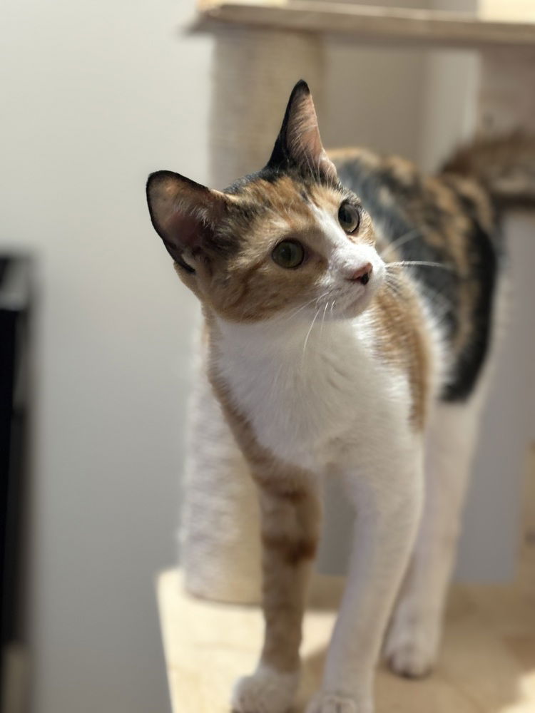 adoptable Cat in Dallas, TX named Kacey Musgraves