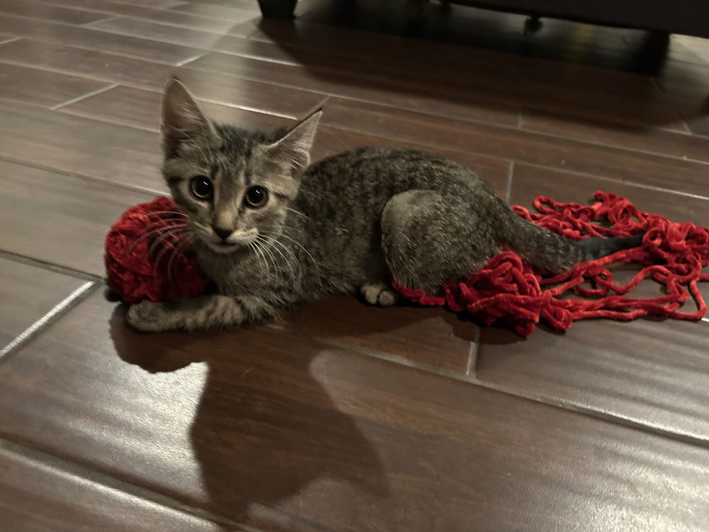 adoptable Cat in Dallas, TX named Pete