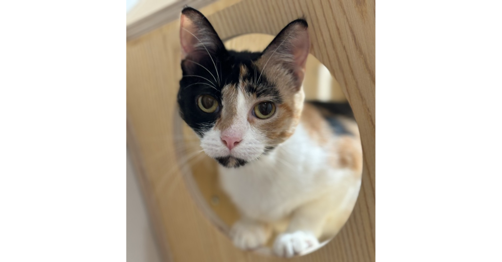adoptable Cat in Dallas, TX named Lina Love