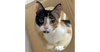 adoptable Cat in  named Lina Love