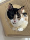 Lina Love - Photo 2