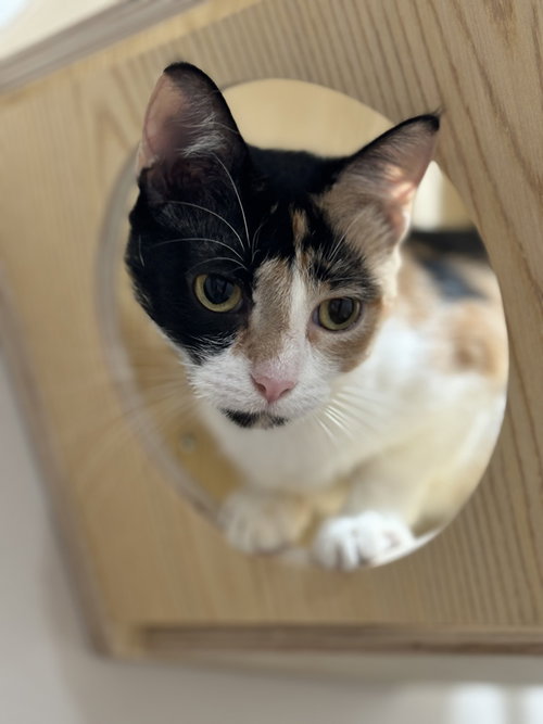 LINA LOVE - Domestic Short Hair / Calico available for adoption