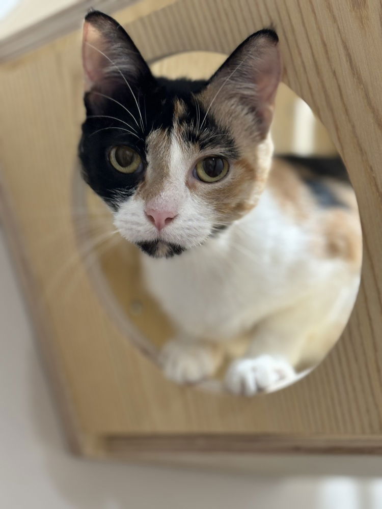 adoptable Cat in Dallas, TX named Lina Love