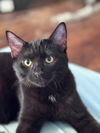 adoptable Cat in  named Ziegler West