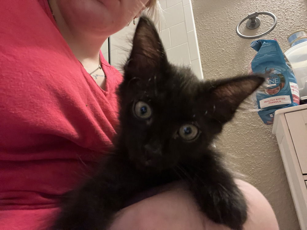 adoptable Cat in Dallas, TX named Ziggy