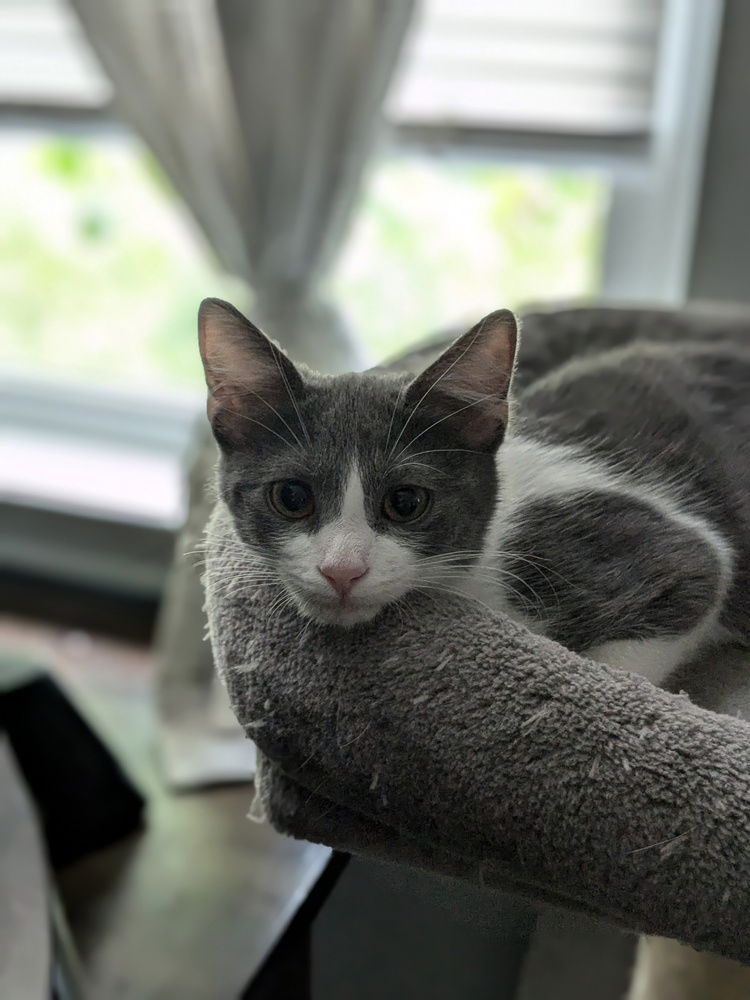 adoptable Cat in Dallas, TX named Brioche