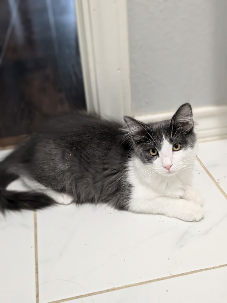 adoptable Cat in Dallas, TX named Ciabatta