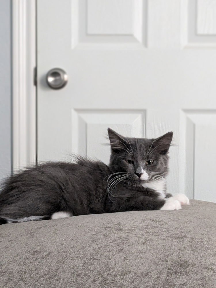 adoptable Cat in Dallas, TX named Crumpet