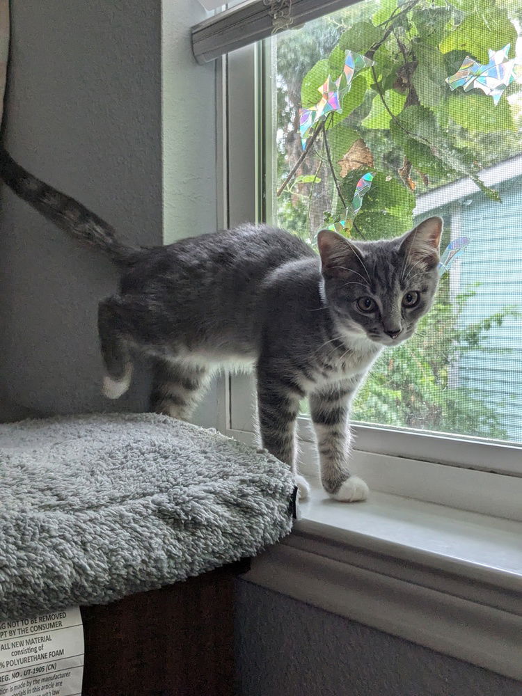 adoptable Cat in Dallas, TX named Pita