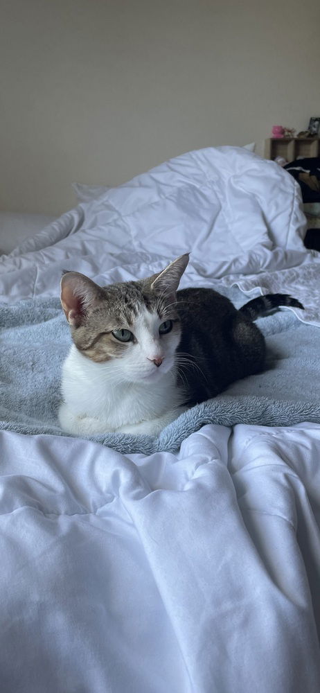 adoptable Cat in Dallas, TX named Peach