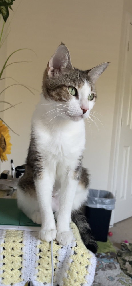 PEACH - Domestic Short Hair / Domestic Short Hair available for adoption
