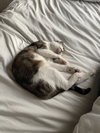 Peach - Photo 3