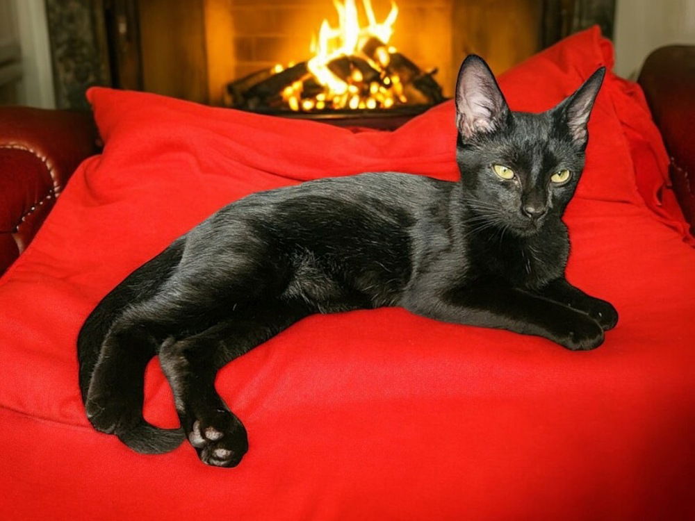 adoptable Cat in Dallas, TX named Vinnie