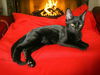 adoptable Cat in  named Vinnie
