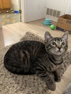 adoptable Cat in  named Chester