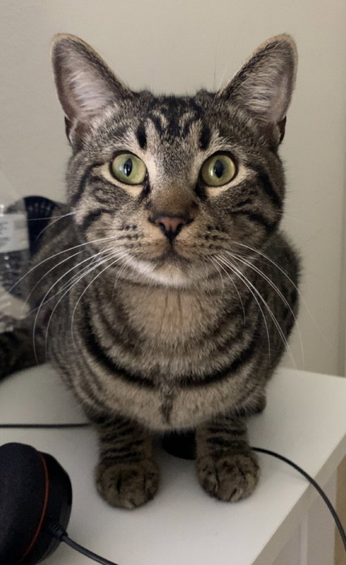 CHESTER - Domestic Short Hair / Domestic Short Hair for adoption in Mesquite