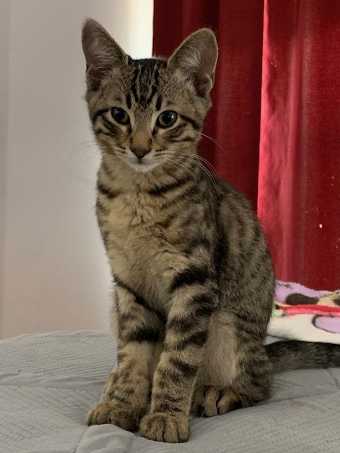 adoptable Cat in Dallas, TX named Macaroon