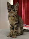 adoptable Cat in  named Macaroon
