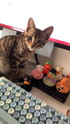 Macaroon - Photo 4