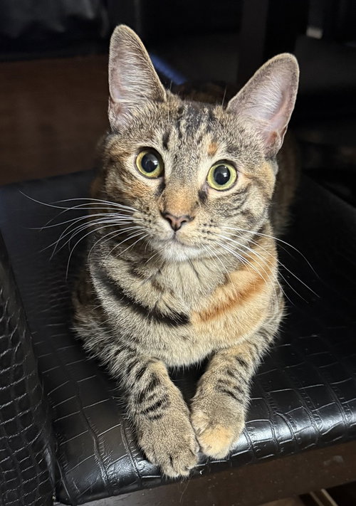 MUNCHKIN - Domestic Short Hair / Domestic Short Hair for adoption in Mesquite