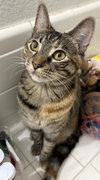 Munchkin - Photo 2