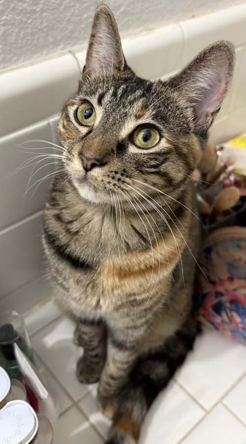 MUNCHKIN - Domestic Short Hair / Domestic Short Hair available for adoption