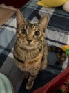 Munchkin - Photo 4