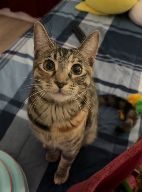 Photo 4 of Munchkin
