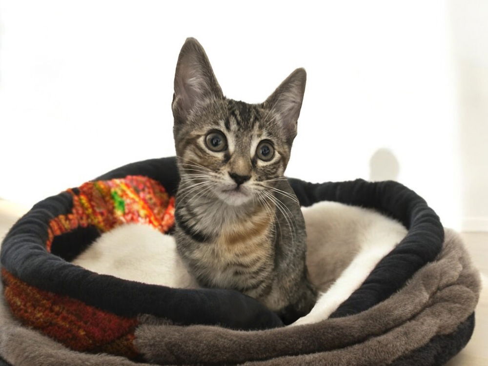 adoptable Cat in Dallas, TX named Munchkin