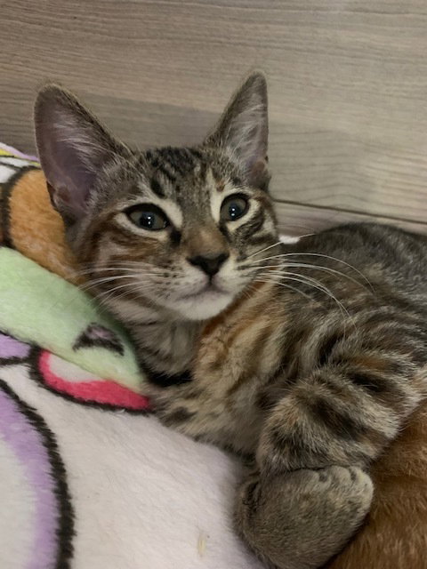 MUNCHKIN - Domestic Short Hair / Domestic Short Hair available for adoption