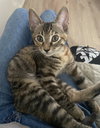 Munchkin - Photo 3