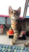 Munchkin - Photo 4