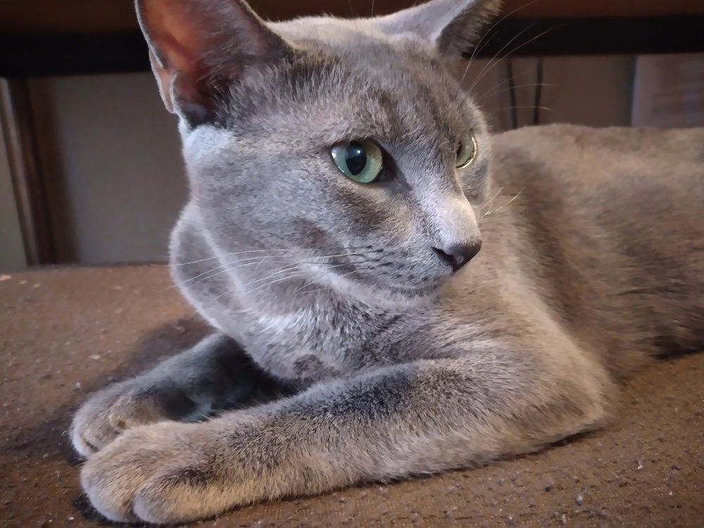 adoptable Cat in Dallas, TX named Lady Jennifur Gray (Gray Gray)