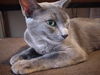 adoptable Cat in  named Lady Jennifur Gray (Gray Gray)