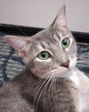 adoptable Cat in  named Courage