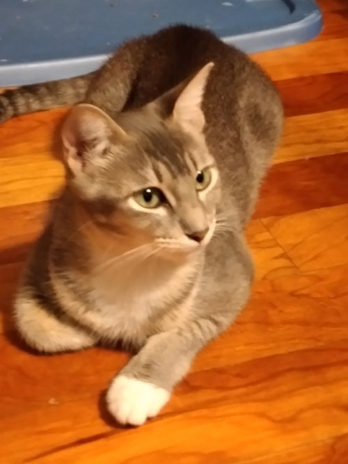 COURAGE - Domestic Short Hair / Domestic Short Hair available for adoption