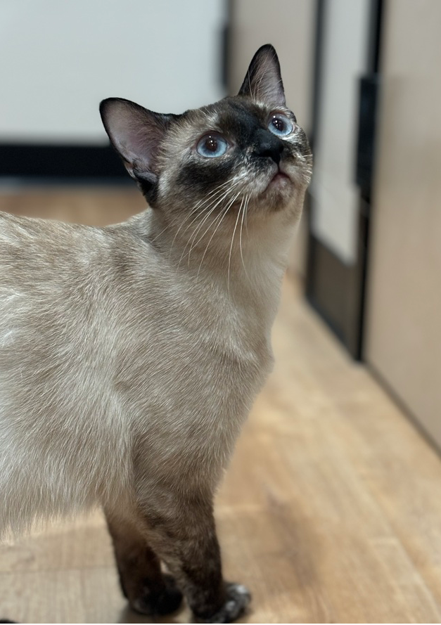 adoptable Cat in Dallas, TX named Amanda