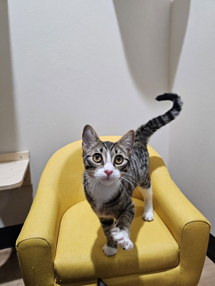 adoptable Cat in Dallas, TX named Jovie