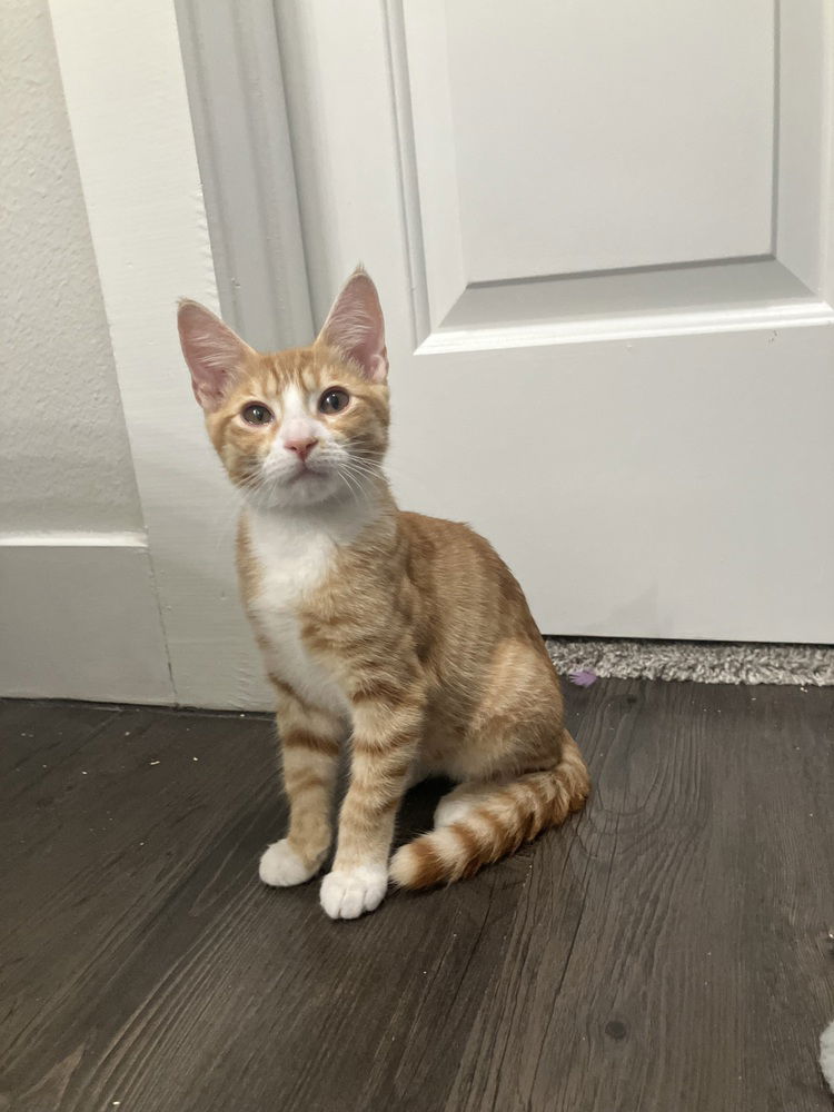 adoptable Cat in Dallas, TX named Flynn