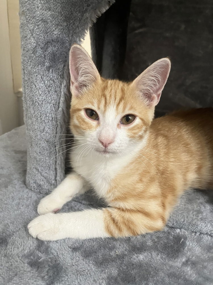 adoptable Cat in Dallas, TX named Felix