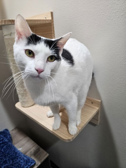 picture of the cat needing adoption