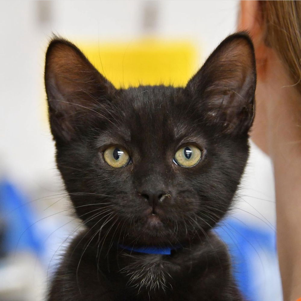 adoptable Cat in Dallas, TX named Hercules