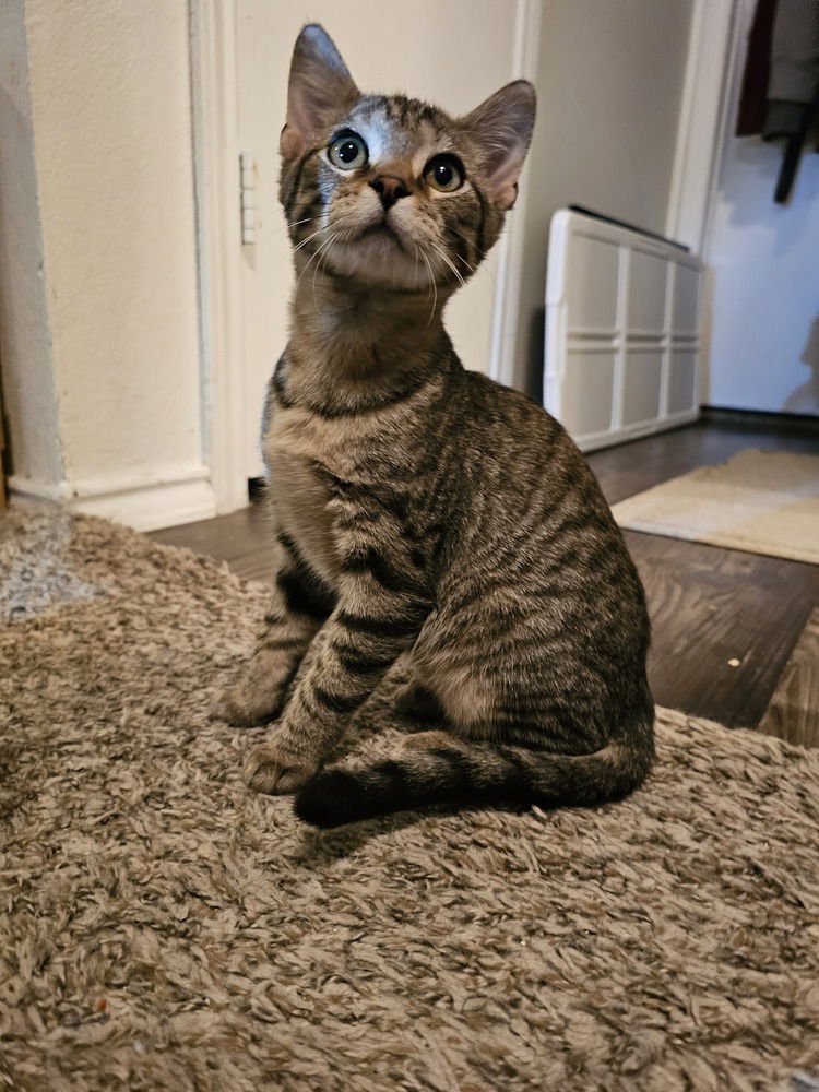 adoptable Cat in Dallas, TX named Budderball