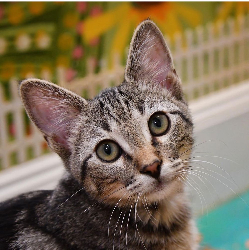 adoptable Cat in Dallas, TX named Buddy