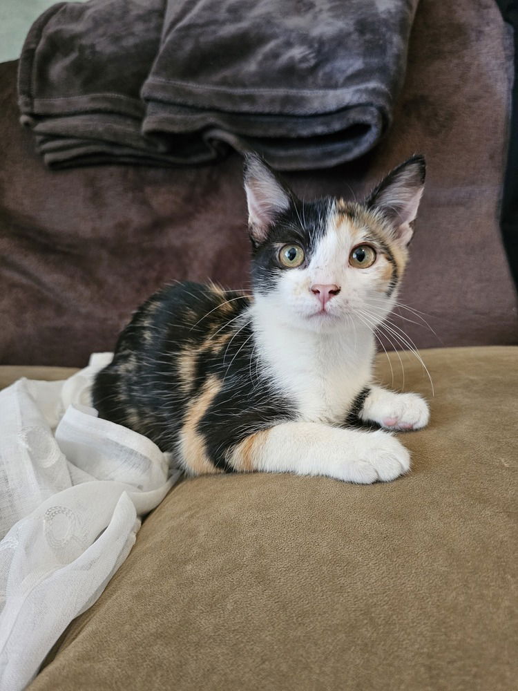 adoptable Cat in Dallas, TX named Rosebud